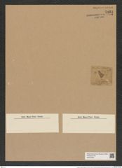 Triceratium radiatum Brightw. (de-Toni-Nr.: Genus 140, Species 3908) Zeichnungen Sammlung Grunow Nr. 7393 (NHMW-BOT-W0376464)